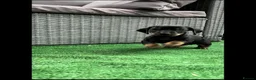 Dachshund dogs for sale: Standard dachshund puppies  - Advert 6