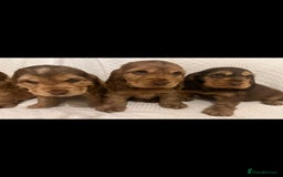 Cocker Spaniel dogs for stud: Show cocker health tested stud CHOCOLATE SABLE in Brentwood - Advert 22