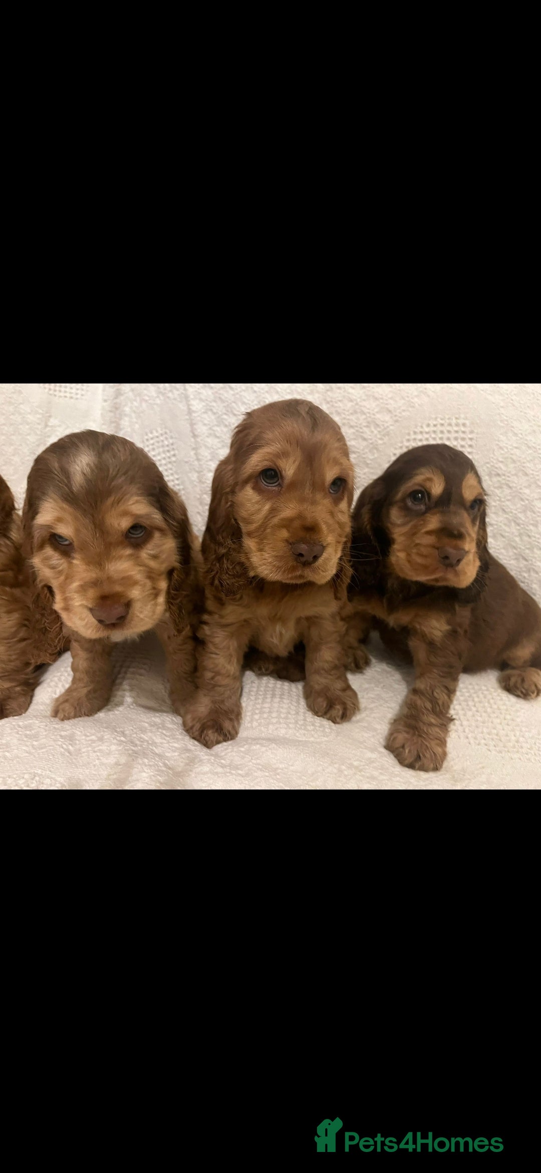 Cocker Spaniel dogs for stud: Show cocker health tested stud CHOCOLATE SABLE in Brentwood - Advert 22