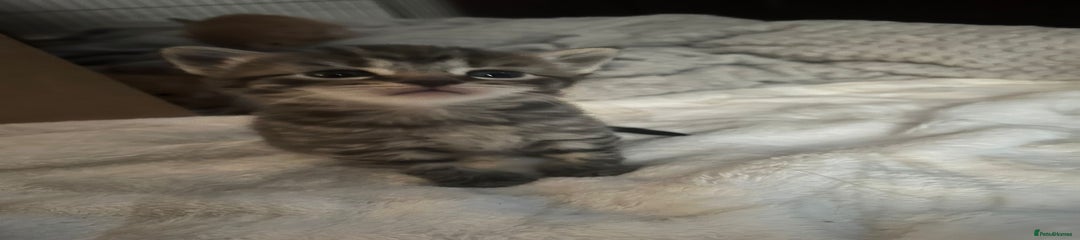 Egyptian Mau Kitten 5