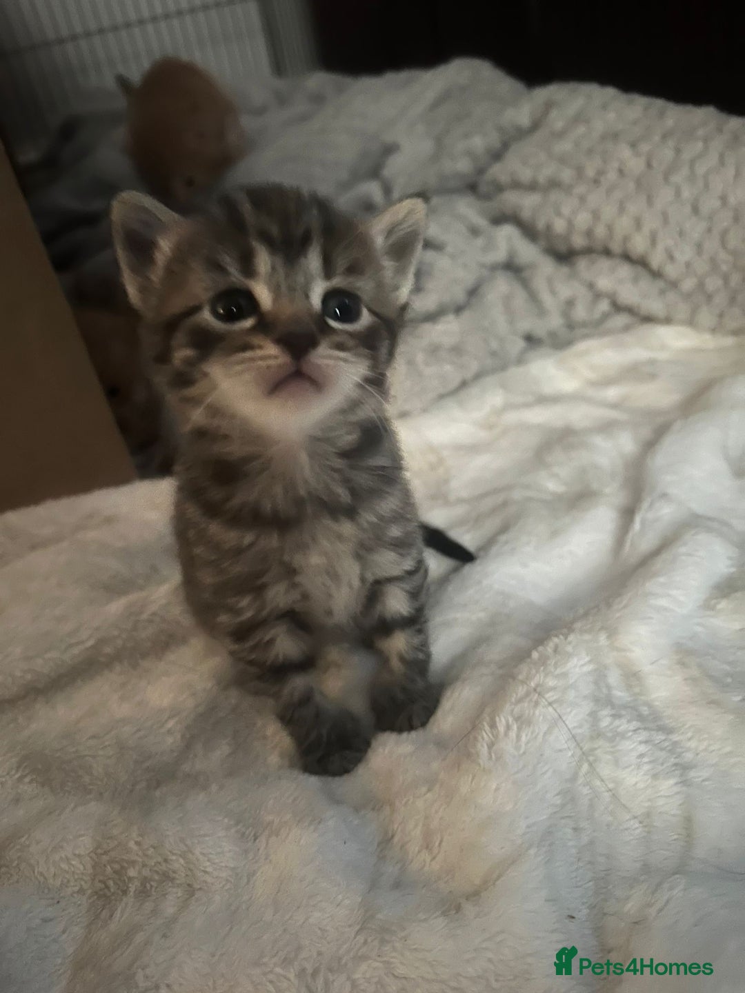 Egyptian Mau cats for sale: Adorable Egyptian Mau/Tabby/Bengal kittens  - Image 3