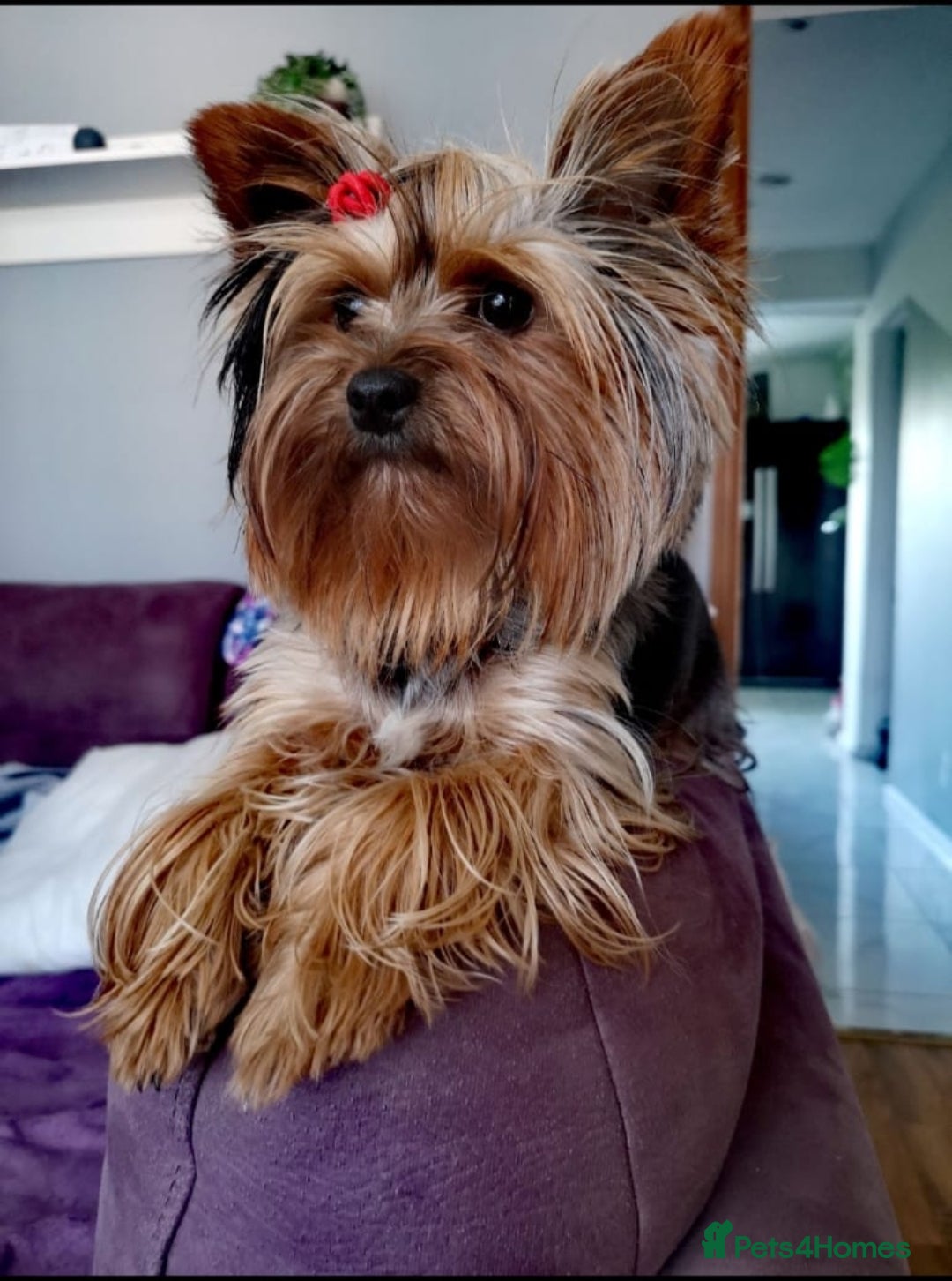 Yorkshire Terrier dogs for sale: Adorable Yorkshire terrier puppies  - Image 3