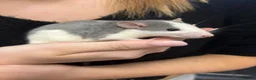 Rat rodents for sale: Hairless, dumbos and fancy rats - Advert 4