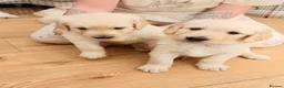 Goldendoodle dogs for sale: ESMES GOLDENDOODLES - Advert 3