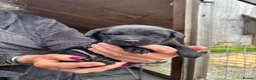 Labrador Retriever dogs for sale: Kc registered pedigree working labradors  - Advert 7