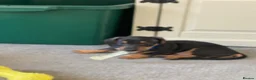 Dachshund dogs for sale: Beautiful miniature dachshund puppy’s  in Newport - Advert 16