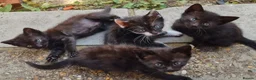 Mixed Breed cats for sale: Beautiful strikingly marked kittens  - Advert 12