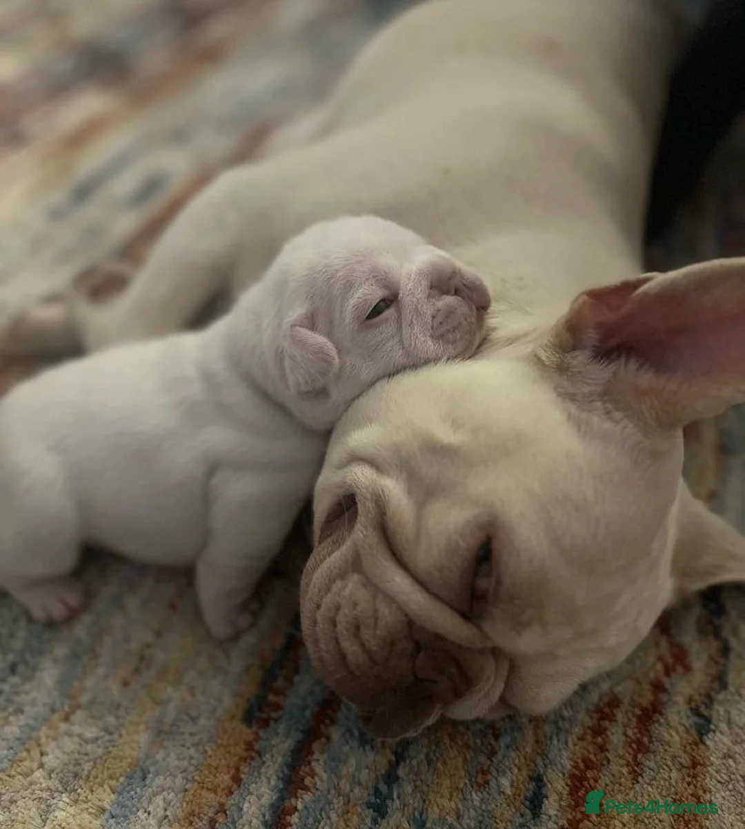 French Bulldog dogs for sale: Awesome Family-raised French bulldog puppies - Advert 4