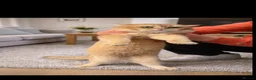 British Shorthair cats for stud: British Shorthaired Golden Cats - Advert 3