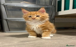 Maine Coon cats for sale: Stunning TICA REGISTERED Maine Coon kittens  - Image 8