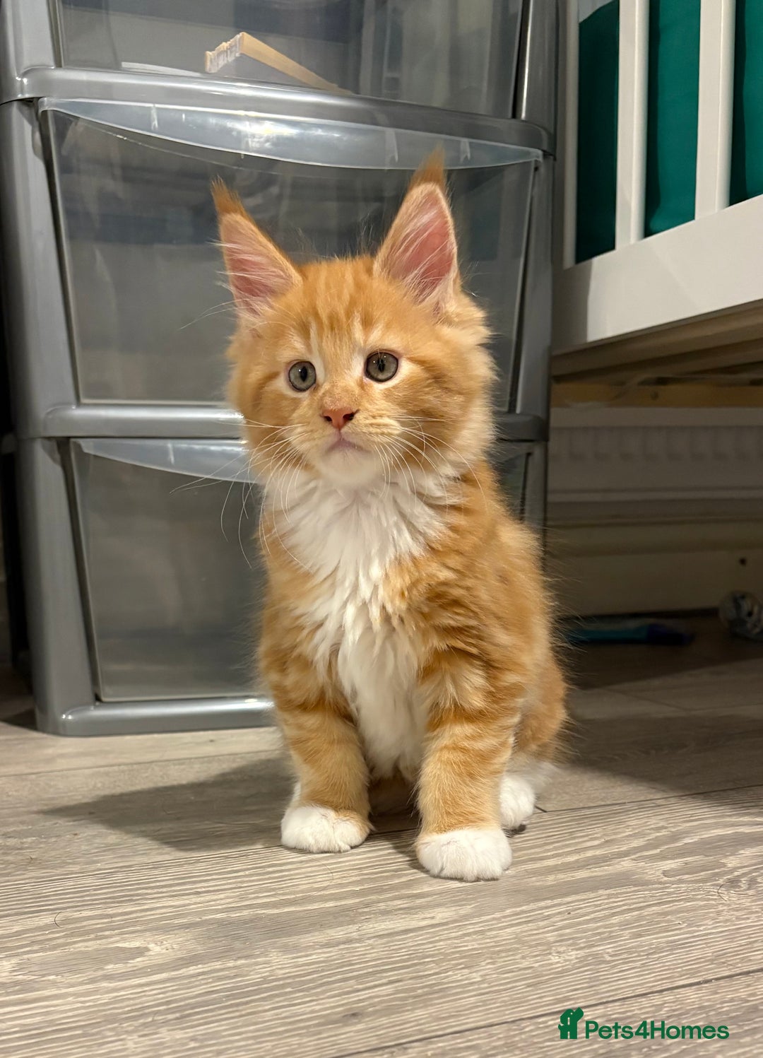 Maine Coon cats for sale: Stunning TICA REGISTERED Maine Coon kittens  - Image 8