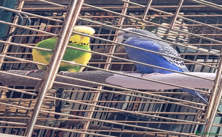 Budgerigars birds for sale - Advert 3