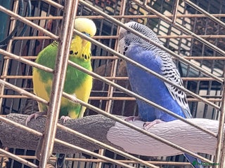 Budgerigars birds - Advert 2