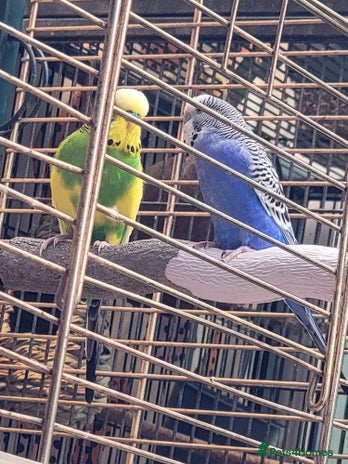 Budgerigars birds - Advert 4