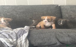 Mixed Breed dogs for sale: Pressa x American bulldog pups  - Image 8