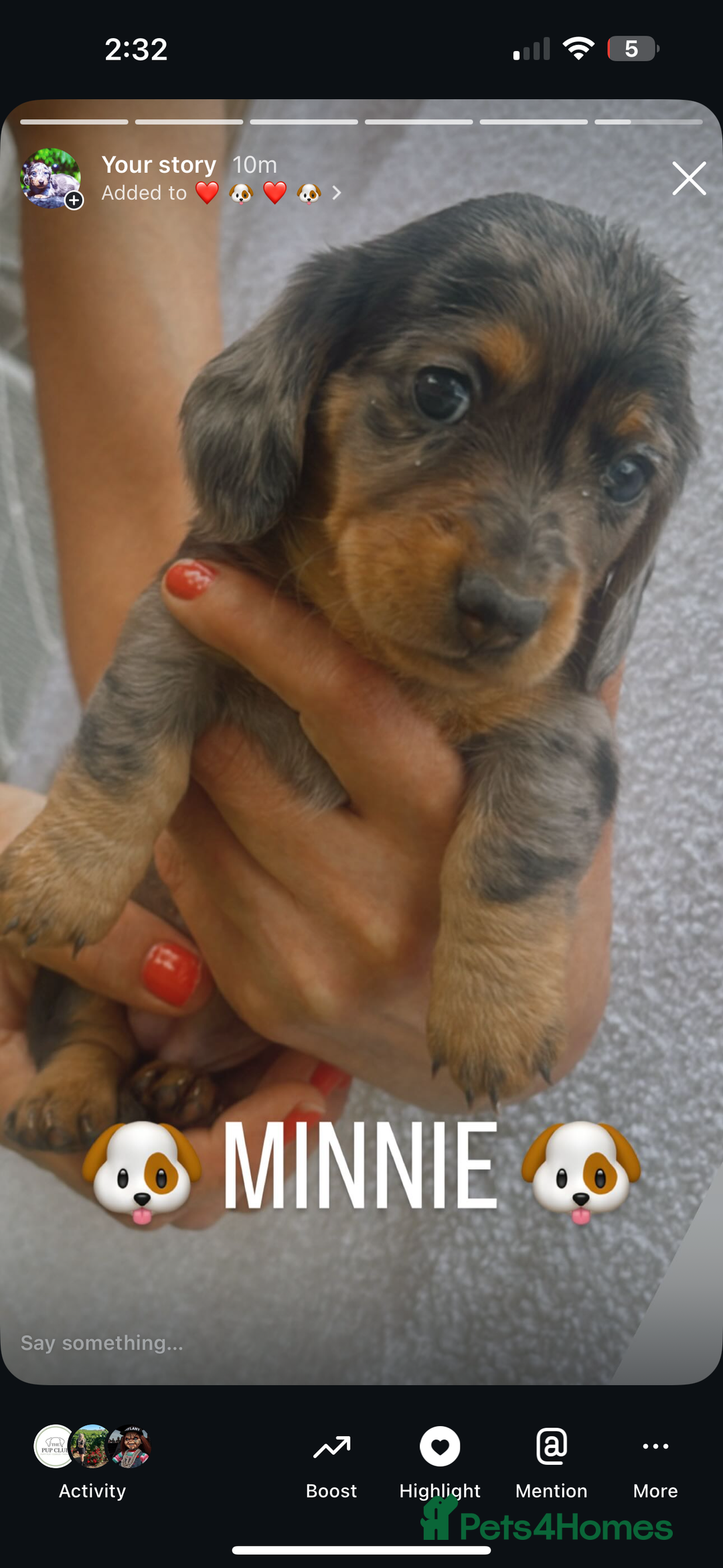 Miniature Dachshund dogs for sale: Stunning miniature Daschund litter kc reg  - Image 23