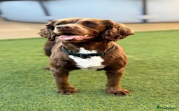 Sprocker dogs for sale: Sprocker spaniel  - Image 3