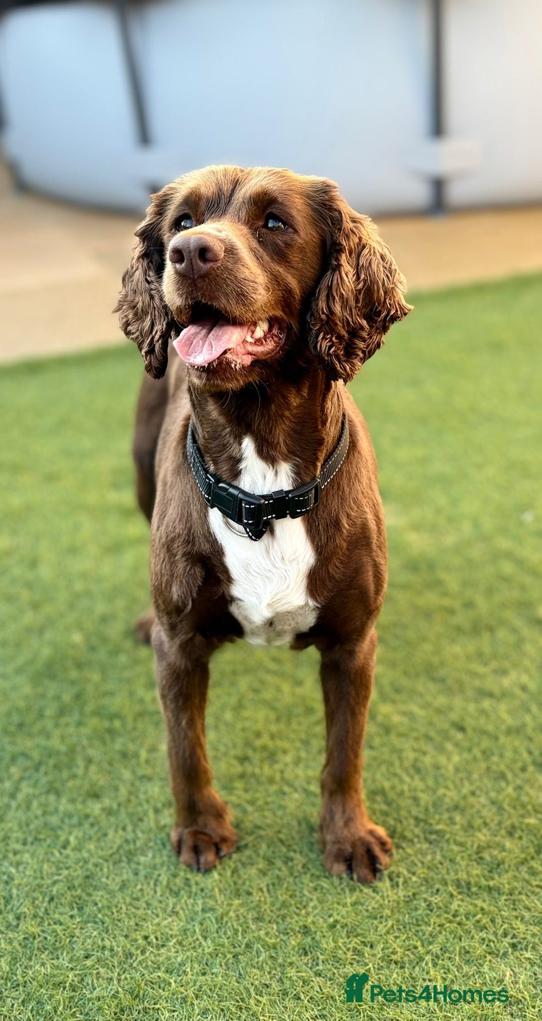 Sprocker dogs for sale: Sprocker spaniel  - Image 3