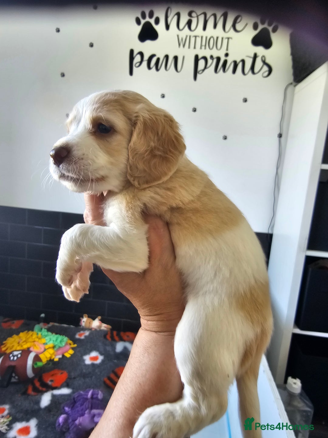 Cockapoo dogs for sale: Cockapoo puppoes - Image 11