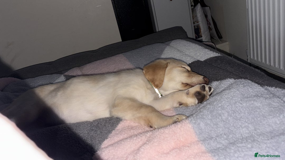 Goldador dogs for sale: Goldador 12 week old  - Image 1