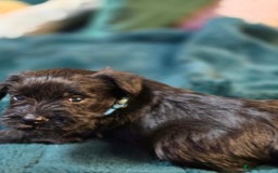 Miniature Schnauzer dogs for sale: 3 puppys left -KC - Miniature Schnauzer Puppies - Image 33
