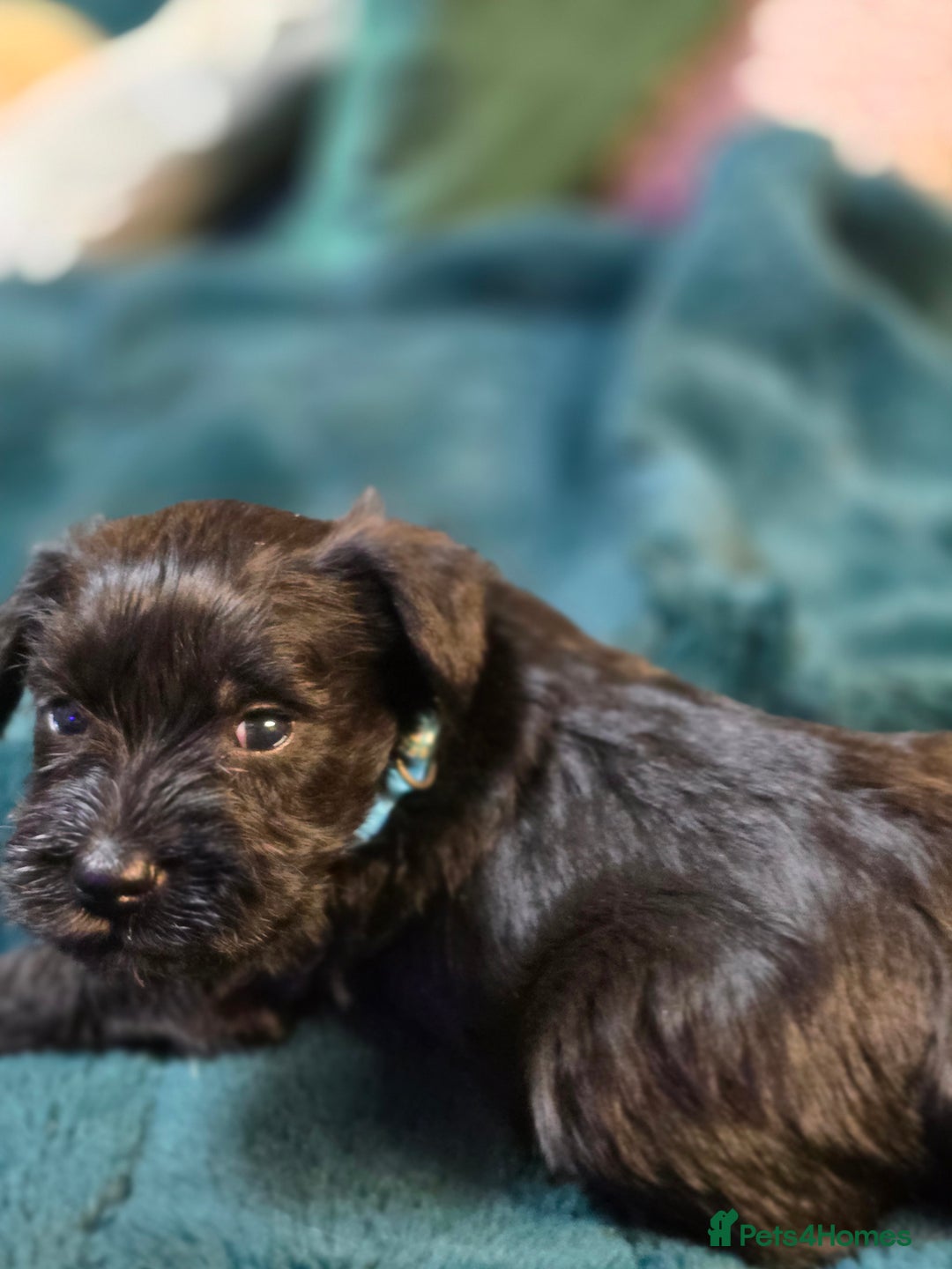 Miniature Schnauzer dogs for sale: 3 puppys left -KC - Miniature Schnauzer Puppies - Image 33