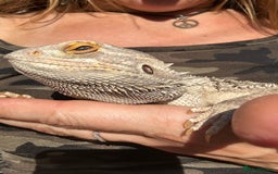 Bearded Dragon reptiles for sale: Male Beardie looking to be rehomed in Bury - Image 5