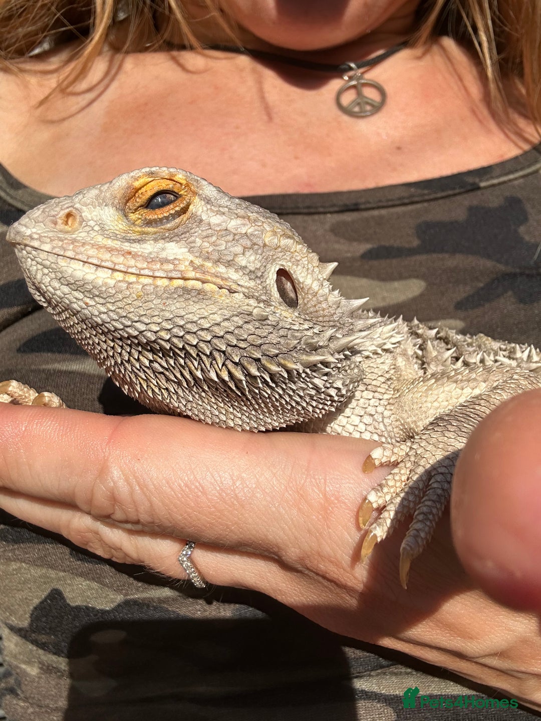Bearded Dragon reptiles for sale: Male Beardie looking to be rehomed in Bury - Image 5