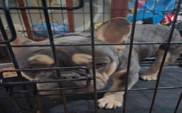 French Bulldog dogs for sale: French Pug - Image 4