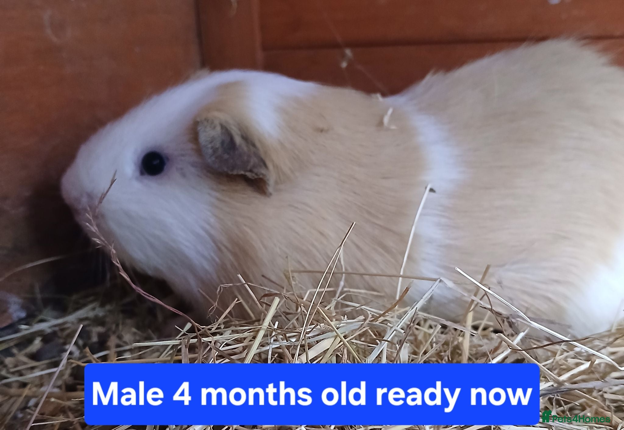 Guinea Pig rodents Guinea pigs  - Advert 1