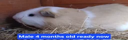Guinea Pig rodents for sale: Guinea pigs  in Abergavenny - Advert 1