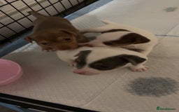 Jack Russell dogs for sale: Miniature Jack Russell’s   - Image 6
