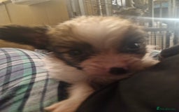 Papillon dogs for sale: KC Papillon. DNA health tested parents - Image 11