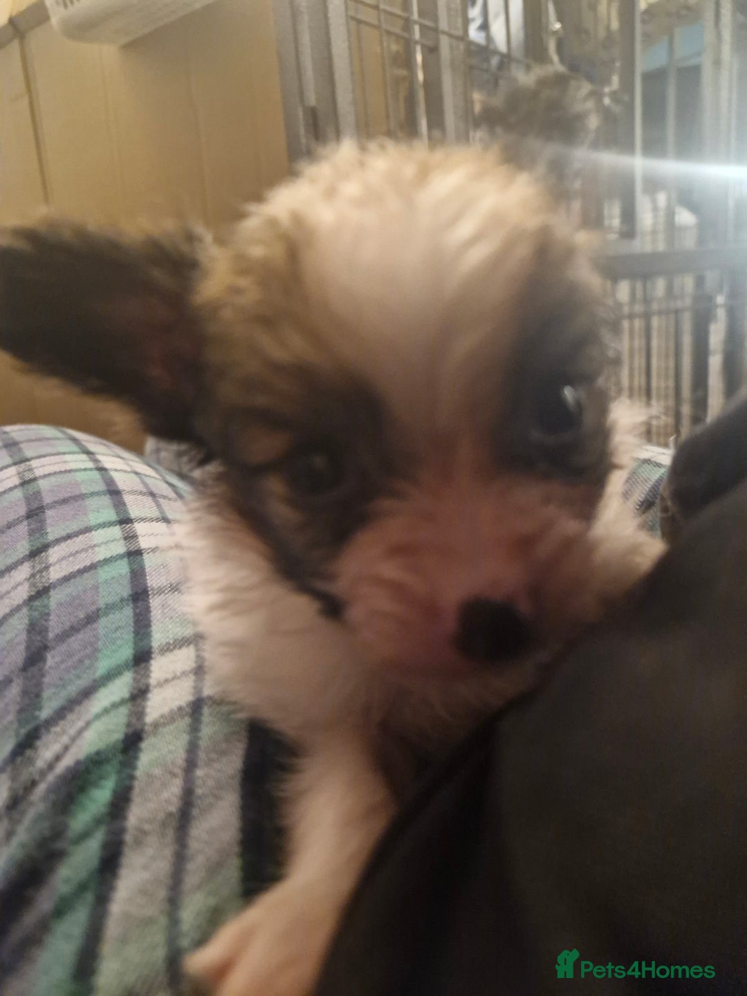 Papillon dogs for sale: KC Papillon. DNA health tested parents - Image 11