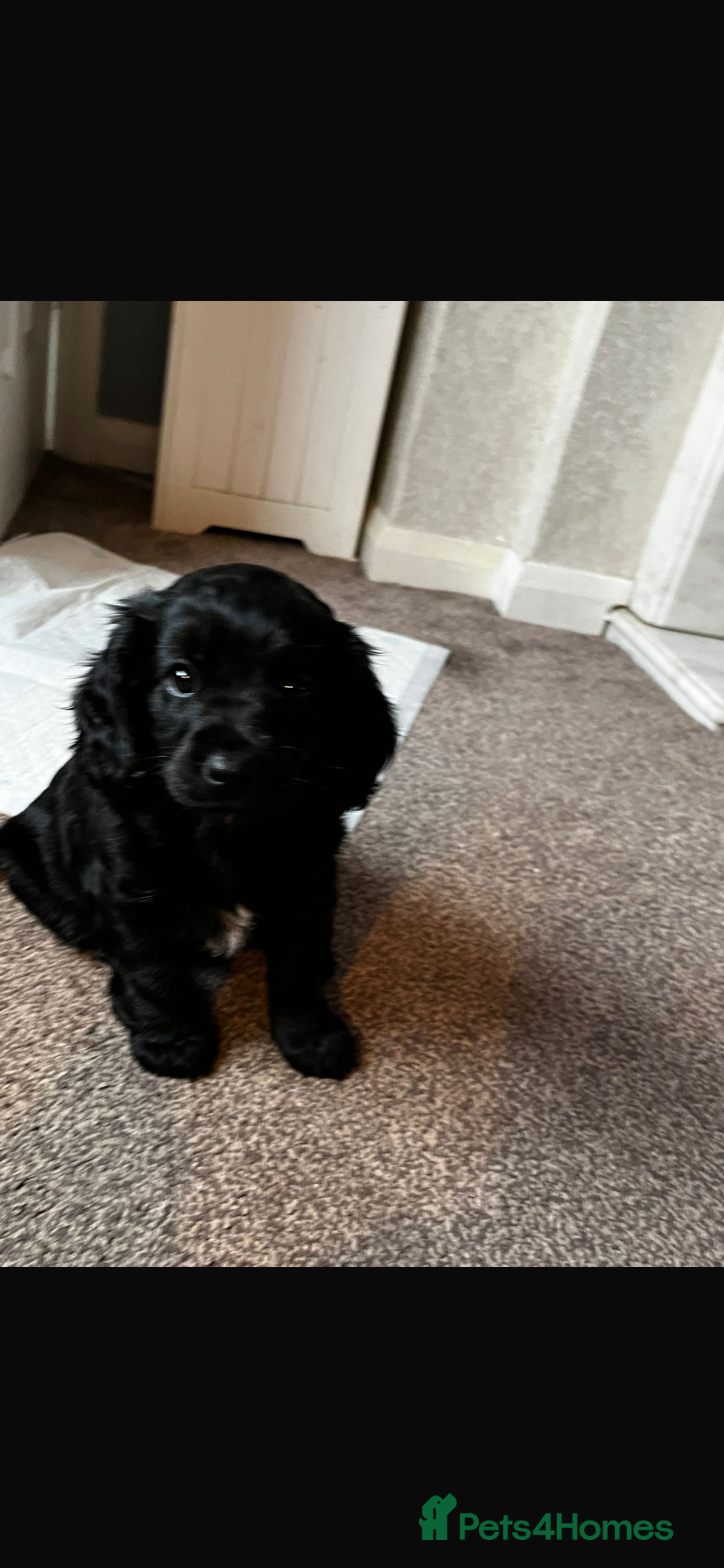 Cavapoo dogs Stunning cavapoo pups  - Advert 5