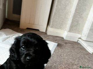 Cavapoo dogs Stunning cavapoo pups - Advert 5