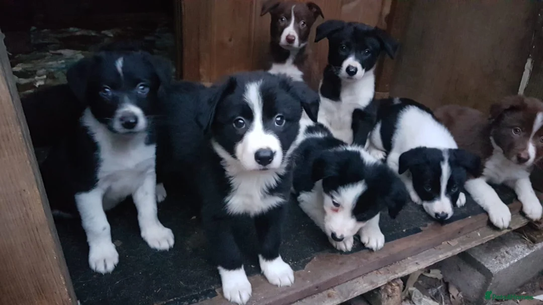 Border Collie dogs for sale: Working line Border Collie pups for sale in Helston - Advert 1
