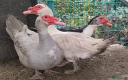 Ducks poultry for sale: Male Muscovy ducks for sale  - Advert 1