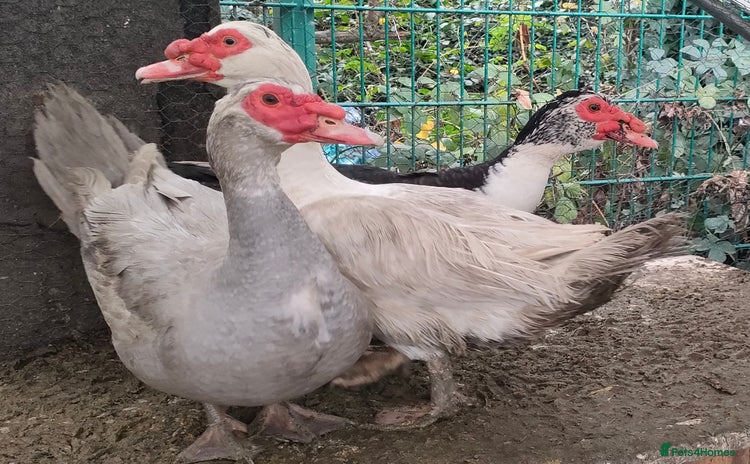 Ducks poultry Male Muscovy ducks for sale  - Advert 2