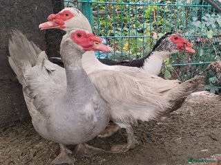 Ducks poultry for sale: Male Muscovy ducks for sale - Advert 1