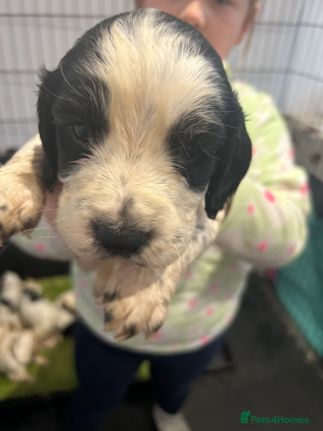 Cocker Spaniel dogs for sale: kC reg cocker spaniel pups - Advert 2