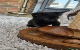 Domestic Shorthair cats for sale: 6 black and white Semi-Domestic kittens - Image 13