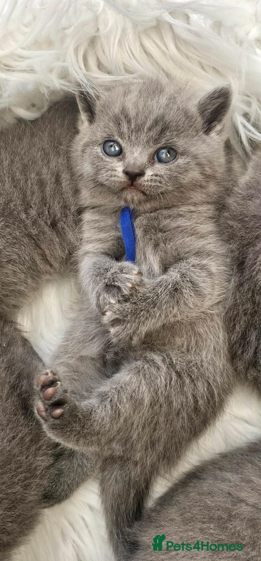 British Shorthair cats GCCF Registered British Shorthair Kittens - Advert 2