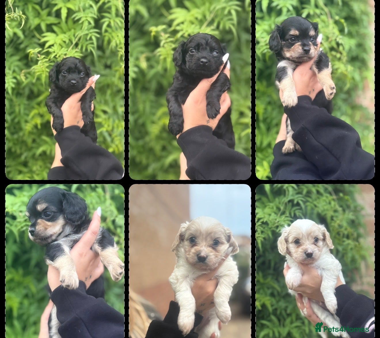 Mixed Breed dogs 3 gorgeous males looking for a forever home  - Advert 1