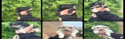 Mixed Breed dogs for sale: 3 gorgeous males looking for a forever home  - Advert 1