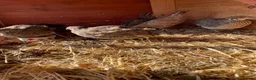 Quail poultry for sale: Quail 4 female 2 male - Advert 4