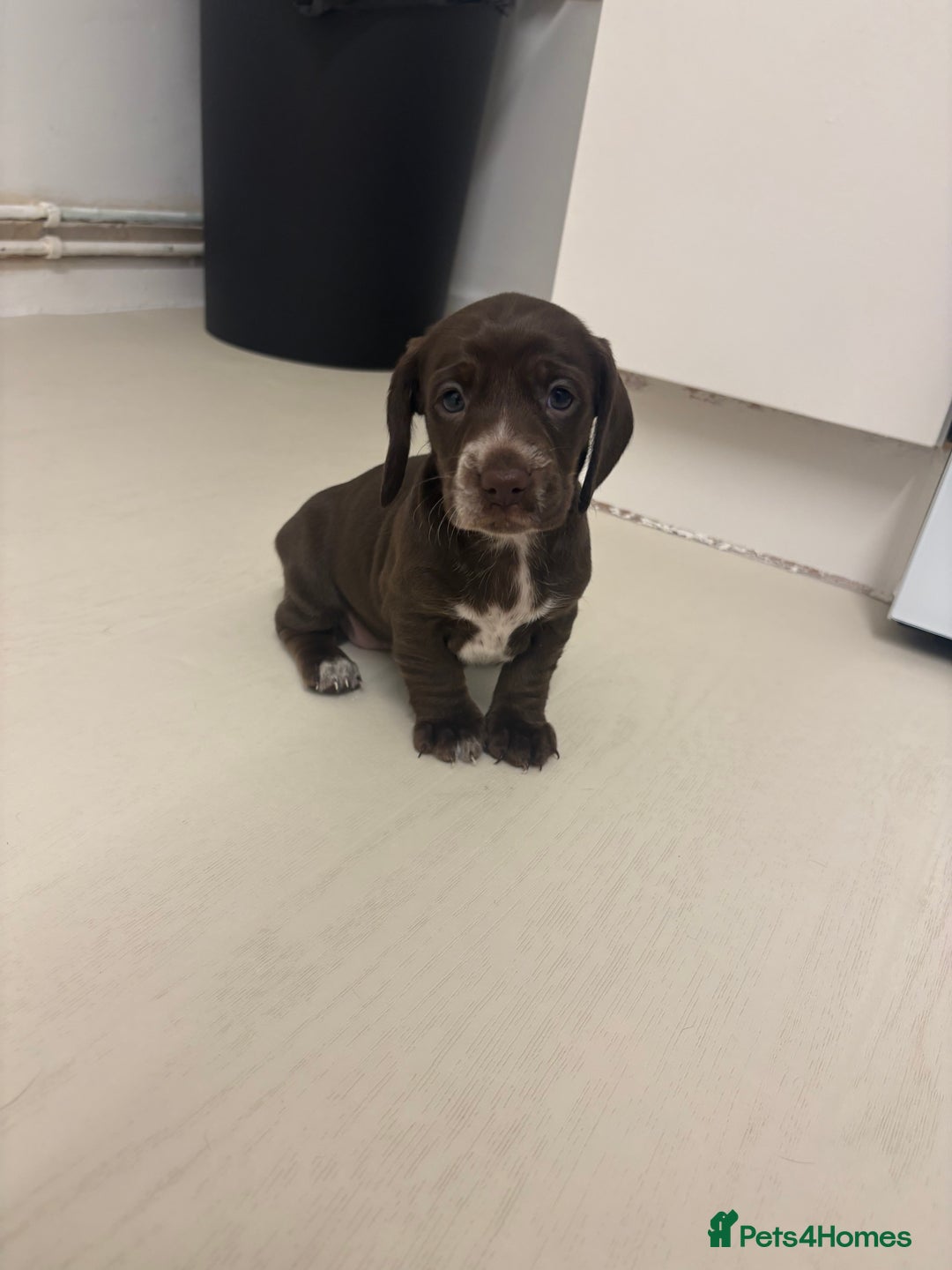 Miniature Dachshund dogs for sale: Miniature dachshund X cocker spaniel puppies  - Advert 6