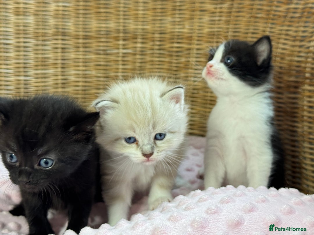 Mixed Breed cats for sale: 🐾 Two girls Looking for Future Forever Homes 🐾 - Image 4