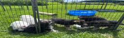 German Shepherd dogs for sale: Gorgeous German Shepherd Puppies - Advert 11