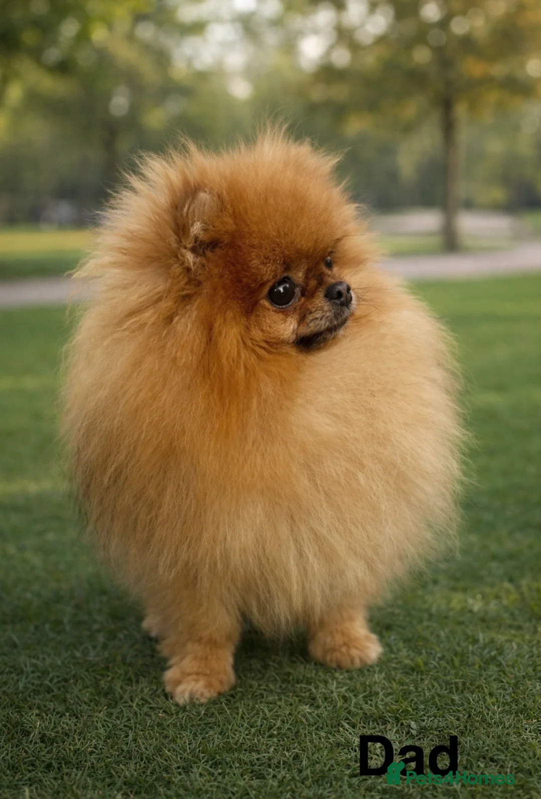 Pomeranian dogs for sale: Top Quality 🐻 Teddy Face  - Advert 15